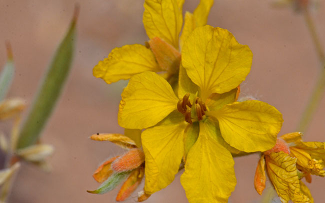 Senna covesii, Coves' Cassia Senna covesii, Coves' Cassia